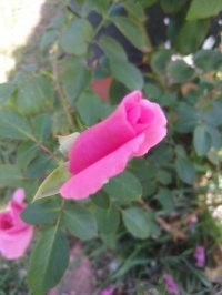 My Earth Song Rose