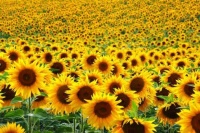 Sunflower Prayers