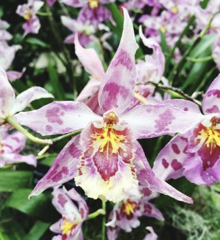 orchid, CBG