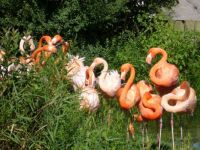 Flamingos