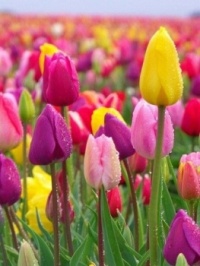 Nice tulips