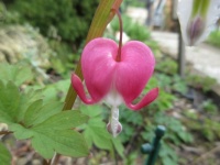 Pippi Longstocking AKA Bleeding Hearts Plant flower ☺☺
