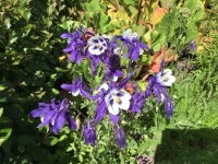 Columbine