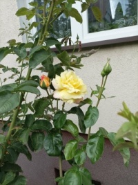 Róża jesienią