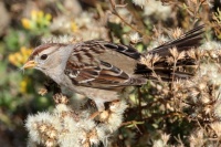 White-crowned Sparrow Juvenile, San Elijo Lagoon, Cardiff, California