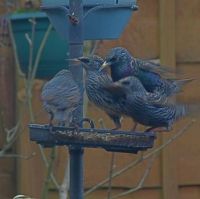 Starlings in motion.