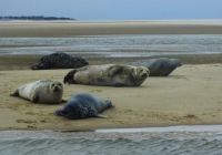 Seals, Blakeney Point.