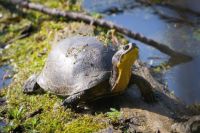Blanding's turtle (Emydoidea_blandingii)