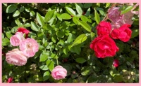 In my brother's garden.  In mijn broers tuin.