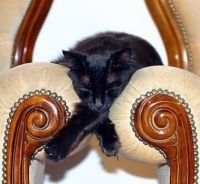 Yet another cat