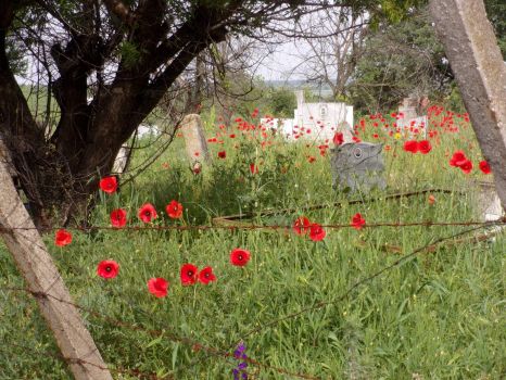 Poppies on a village cemetery