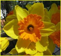 Sunny Daffodil.
