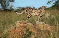Cheetah on Guard