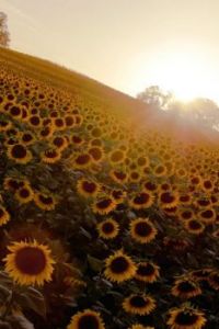 163216-Sunflower-Morning light...