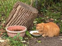 Garfield has a bowl full