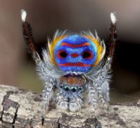 Male Peacock Spider
