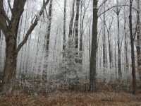 a few more frosty pics