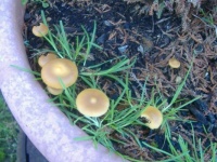 Garden - Toadstools / Mushrooms / Fungi