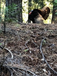 Turkeys 1