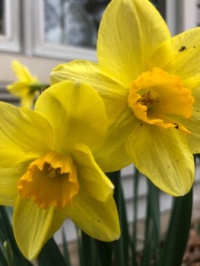 daffodils