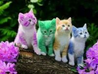 Rainbow Kittins