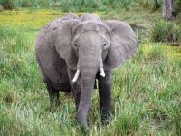 Elephant, Masai Mara National Reserve, Kenya