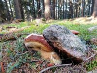 Strong Boletus