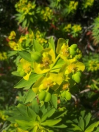 Naturaleza silvestre (Mallorca). Euphorbia dendroides