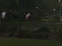 Really bad picture of a Roseate Spoonbill sitting on a fence