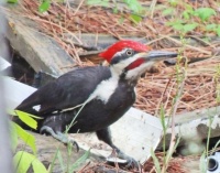 Pileated Woodpecker: male in junk pile