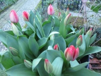 Tulips in a tub....in the back garden 🌷🌷🌷