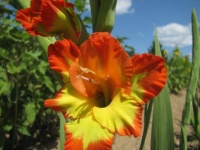 Orange and Yellow Gladiolus