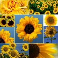 sunflowers