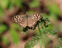 Speckled wood - Pararge aegeria (Bont zandoogje)