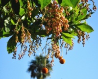 Liberty Station - San Diego - Strawberry Tree Flower & Fruit