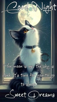 Good Night Kitty