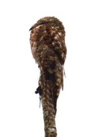 Great Potoo napping, Changuinola Canal, Bocas del Toro