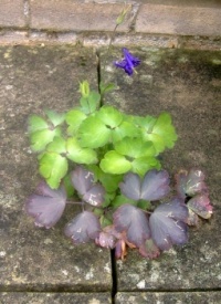 Seasonal Nature - Summer - Garden - Granny Bonnet (Resize: 12 - 204 Pieces)