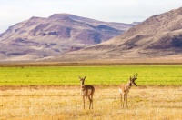 PAIR OF ANTELOPE