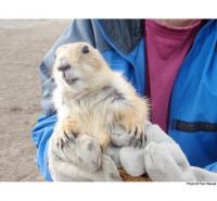 Helping Prairie Dogs Relocate
