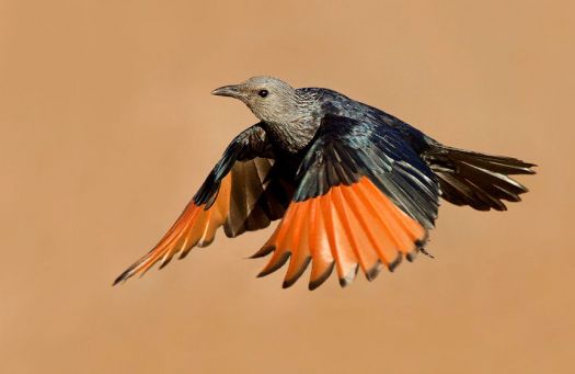 Red wing Starling - South Africa