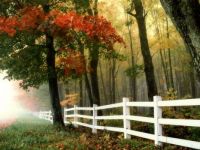 autumn fenceline