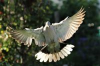 Collared dove (angel wings)