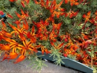 Fire flowers