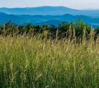 Blue Ridge Mountains from Skyline Drive, Shenandoah National Park, Virginia, June 5, 2022