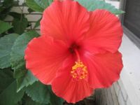 Red Hibiscus