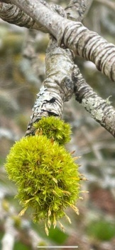 Mossy Branch