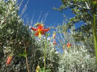 Columbine and sagebrush