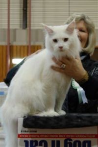 The Iceman at a show, for vermontkitty.