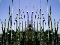 Alien in onion field